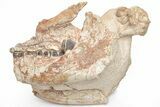 Fossil Running Rhino (Hyracodon) Lower Skull - Wyoming #216119-2